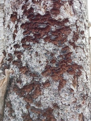 Punctularia strigosozonata