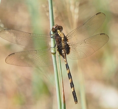 Erythemis plebeja