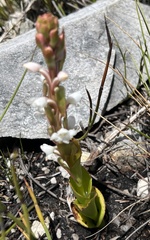 Satyrium acuminatum