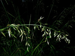 Bromus lithobius