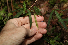 Glycine clandestina