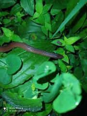 Atractus werneri