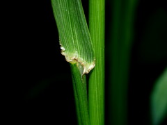 Bromus lithobius