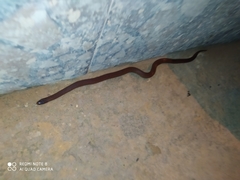 Atractus werneri
