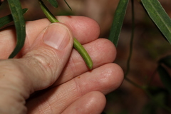 Glycine clandestina