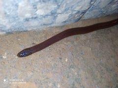 Atractus werneri
