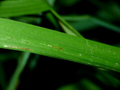 Bromus lithobius
