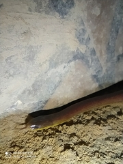 Atractus werneri