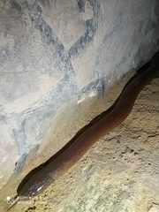 Atractus werneri