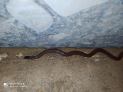 Atractus werneri