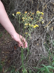 Crepis vesicaria