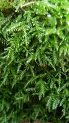 Eurhynchium striatum