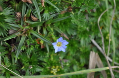 Gentiana sedifolia