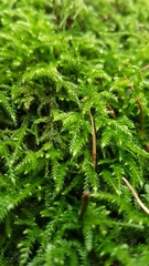 Eurhynchium striatum