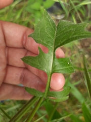 Crepis vesicaria