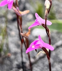 Disa inflexa