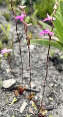 Disa inflexa