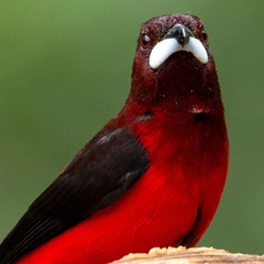 Ramphocelus dimidiatus