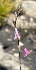 Disa inflexa