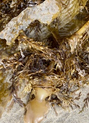 Sargassum horneri