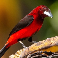 Ramphocelus dimidiatus