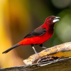 Ramphocelus dimidiatus