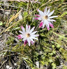 Knowltonia tenuifolia
