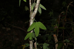 Passiflora subpeltata