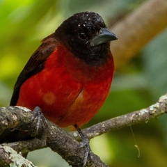 Ramphocelus dimidiatus