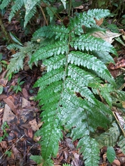 Thelypteridaceae