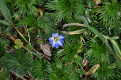 Gentiana sedifolia