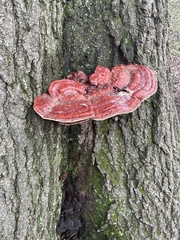 Ganoderma sessile