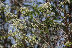 Wrightia tinctoria
