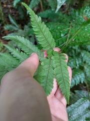 Thelypteridaceae