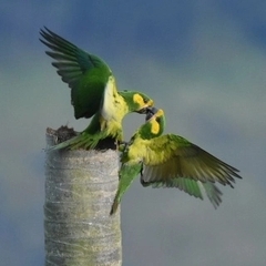 Ognorhynchus icterotis