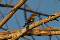 Empidonax