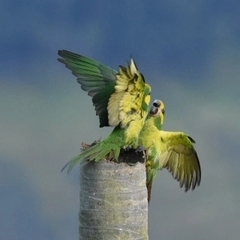 Ognorhynchus icterotis