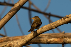 Empidonax