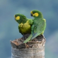 Ognorhynchus icterotis