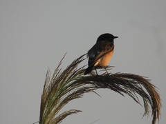 Saxicola maurus