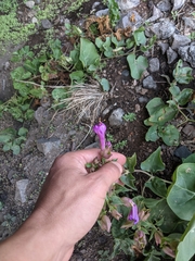 Mirabilis multiflora