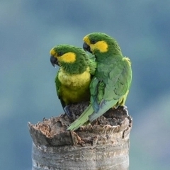 Ognorhynchus icterotis