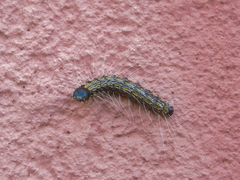 Litoprosopus futilis