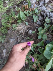 Mirabilis multiflora