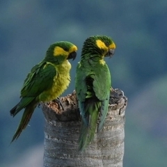 Ognorhynchus icterotis