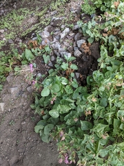 Mirabilis multiflora