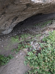 Mirabilis multiflora