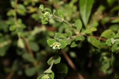 Pimelea altior