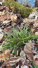 Carex pedunculata