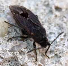 Lygaeospilus tripunctatus